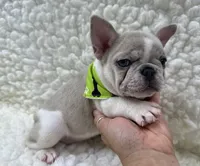 Tully, a female French Bulldog for sale in Mountain Grove, MO – 8 of 8