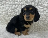 Sadie, a female Miniature Dachshund for sale in Mountain Grove, MO – 4 of 5