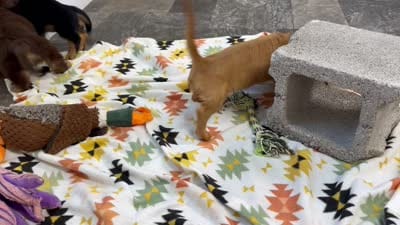 Frannie , a female Miniature Dachshund for sale in Mountain Grove, MO – 8 of 8