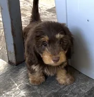 Hershey, a male Miniature Dachshund for sale in Mountain Grove, MO – 2 of 5