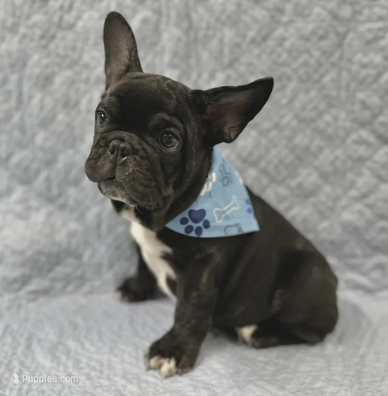 Bingo – French Bulldog puppy for sale in Mountain Grove, MO