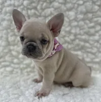 Maggie , a female French Bulldog for sale in Mountain Grove, MO – 6 of 7