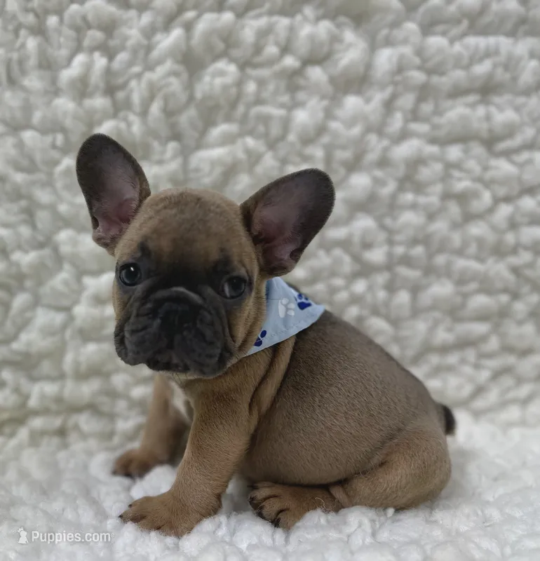 Jack – French Bulldog puppy for sale in Mountain Grove, MO