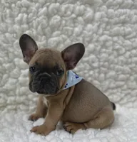 Jack, a male French Bulldog for sale in Mountain Grove, MO – 1 of 5