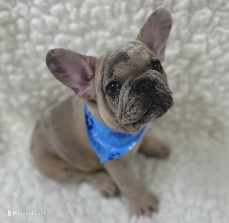 Pistol Pete  – French Bulldog puppy for sale in Mountain Grove, MO