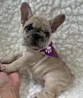SuzyQ , a female French Bulldog for sale in Mountain Grove, MO – 5 of 5