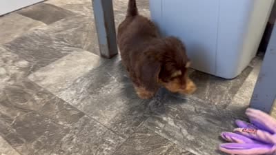 Hershey, a male Miniature Dachshund for sale in Mountain Grove, MO – 5 of 5