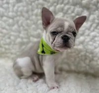 Tully, a female French Bulldog for sale in Mountain Grove, MO – 2 of 8