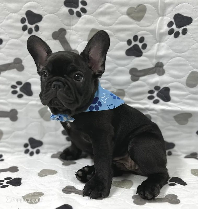 Panther – French Bulldog puppy for sale in Mountain Grove, MO