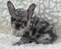 Rowdy, a male French Bulldog for sale in Mountain Grove, MO – 2 of 4