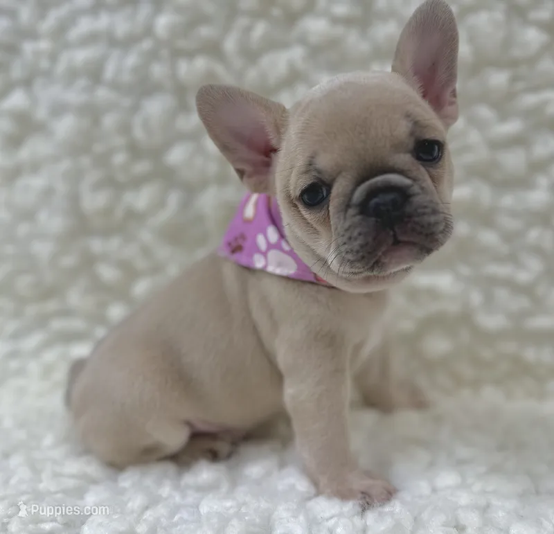 Maggie  – French Bulldog puppy for sale in Mountain Grove, MO