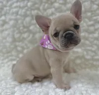 Maggie , a female French Bulldog for sale in Mountain Grove, MO – 1 of 7