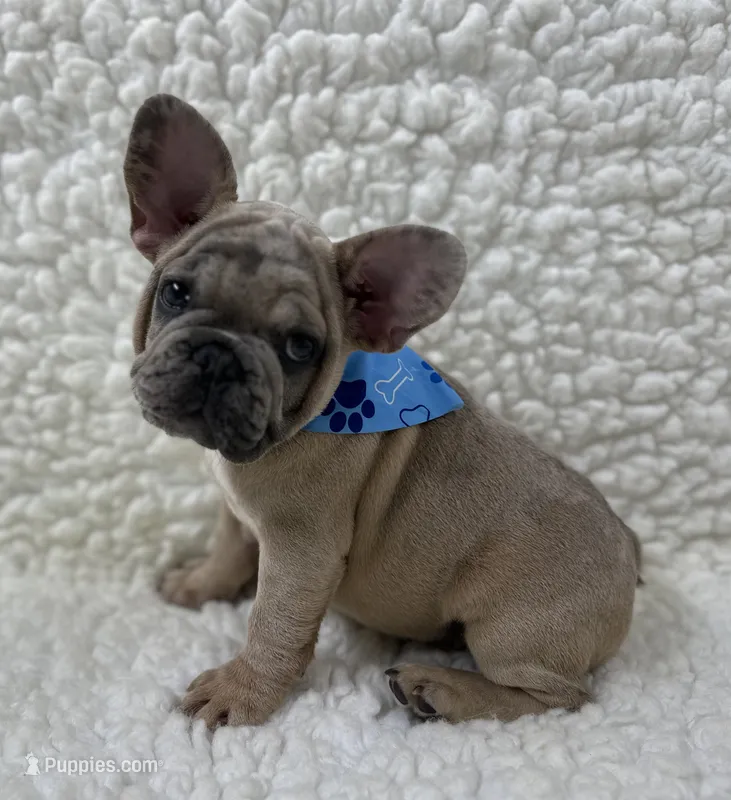 Pistol Pete  – French Bulldog puppy for sale in Mountain Grove, MO