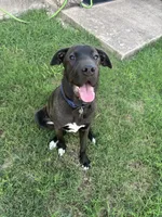 Milo, a male Labrador Retriever and American Mastiff for sale in Jarrell, TX – 5 of 6