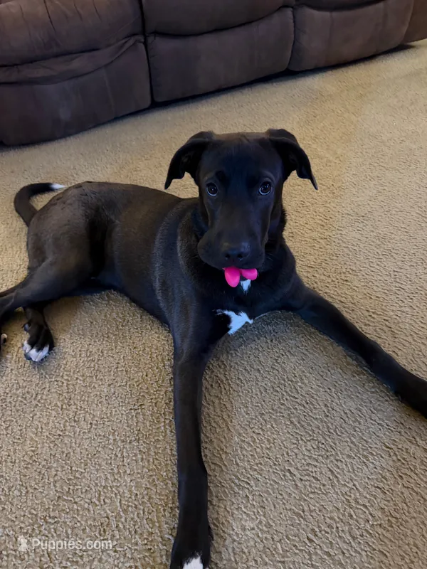 Milo – Labrador Retriever, American Mastiff puppy for sale in Jarrell, TX