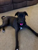 Milo, a male Labrador Retriever and American Mastiff for sale in Jarrell, TX – 1 of 6