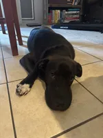 Milo, a male Labrador Retriever and American Mastiff for sale in Jarrell, TX – 4 of 6
