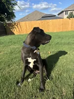 Milo, a male Labrador Retriever and American Mastiff for sale in Jarrell, TX – 6 of 6