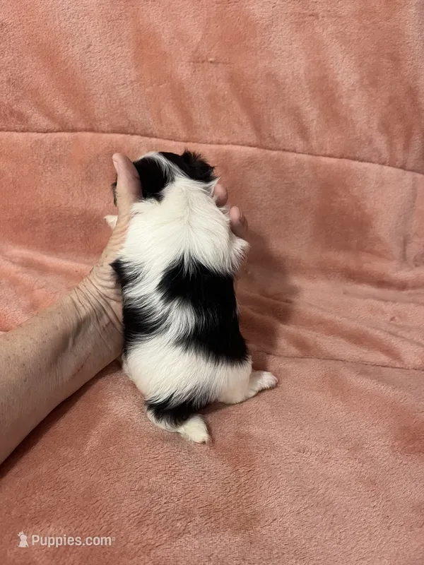 Kia – Morkie puppy for sale in Celina, OH