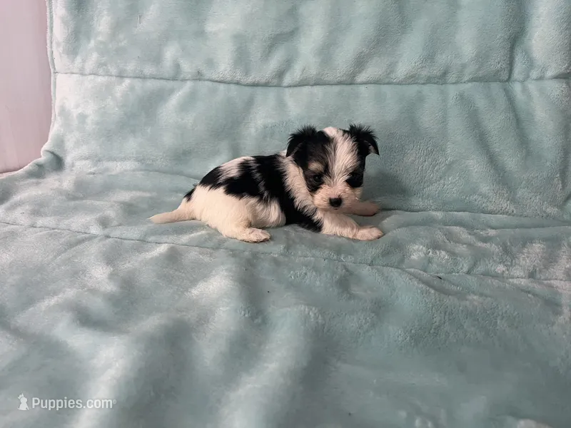 Karl – Morkie puppy for sale in Celina, OH