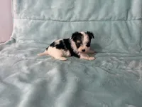 Karl, a male Morkie for sale in Celina, OH – 1 of 4