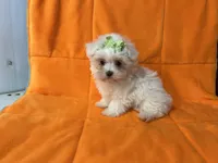 Bella, a female Maltese for sale in Celina, OH – 2 of 2