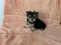 Ella, a female Morkie for sale in Celina, OH – 4 of 4