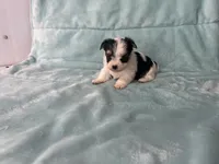 Karl, a male Morkie for sale in Celina, OH – 4 of 4
