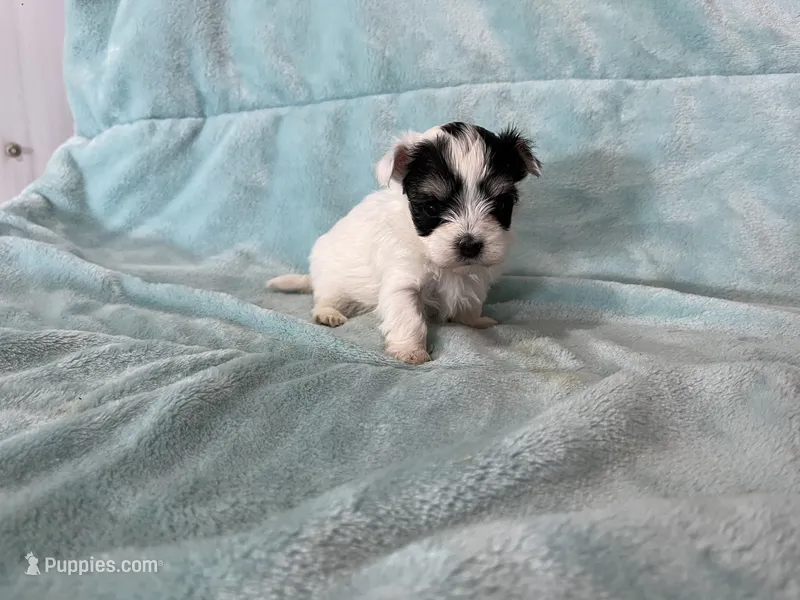 Dane, a male Morkie for sale in Celina, OH – 1 of 3