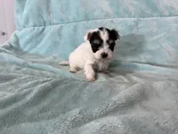 Dane, a male Morkie for sale in Celina, OH – 1 of 3