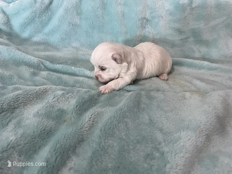 Bo, a male Maltese for sale in Celina, OH – 1 of 3