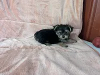 Ella, a female Morkie for sale in Celina, OH – 3 of 4