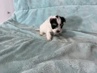 Dane, a male Morkie for sale in Celina, OH – 2 of 3