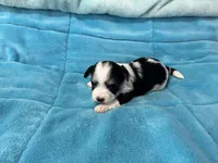 Oreo, a male Morkie for sale in Celina, OH – Photo 2 of 3