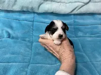 Oreo, a male Morkie for sale in Celina, OH – Photo 3 of 3