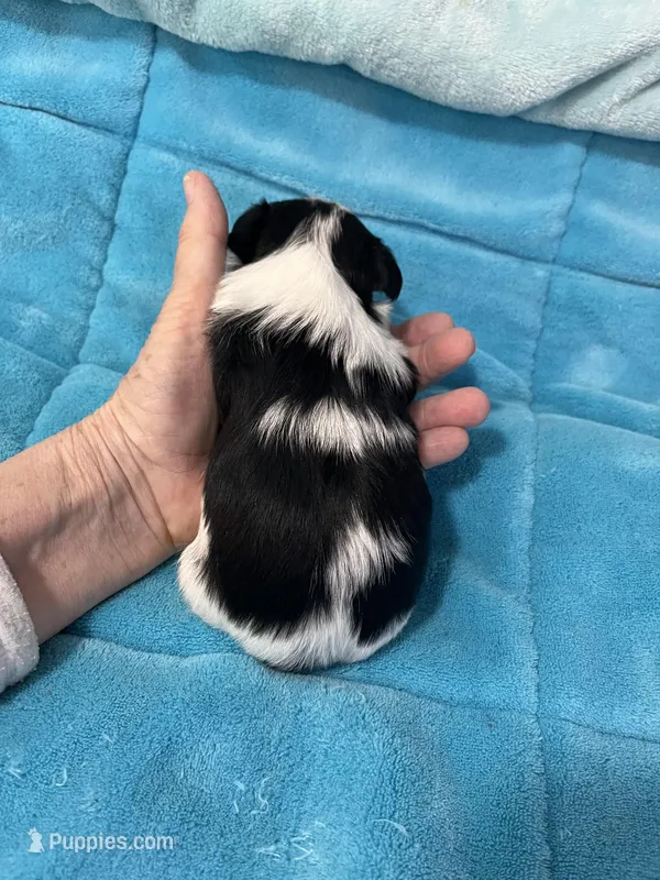 Oreo – Morkie puppy for sale in Celina, OH