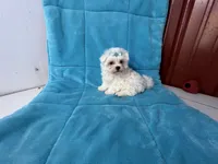 Bo, a male Maltese for sale in Celina, OH – 2 of 3