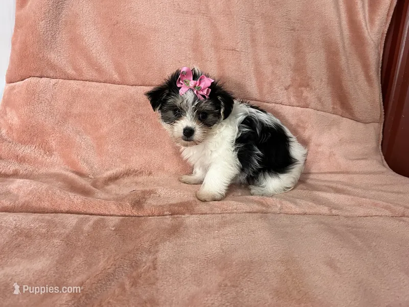 Kia ON HOLD – Morkie puppy for sale in Celina, OH