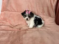 Kia ON HOLD, a female Morkie for sale in Celina, OH – 1 of 2
