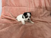 Dusty , a female Morkie for sale in Celina, OH – 3 of 3