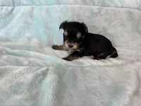 Stony, a male Yorkshire Terrier for sale in Celina, OH – 1 of 3