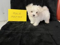 Cruz, a male Maltese for sale in Celina, OH – Photo 3 of 3