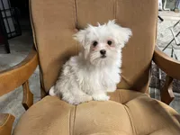 Cody, a male Maltese for sale in Celina, OH – Photo 3 of 3