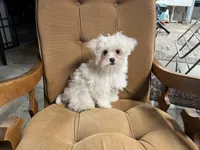 Cody, a male Maltese for sale in Celina, OH – Photo 1 of 3