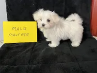 Cruz, a male Maltese for sale in Celina, OH – Photo 1 of 3