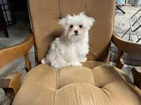 Cody, a male Maltese for sale in Celina, OH – Photo 2 of 3