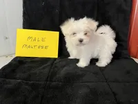 Cruz, a male Maltese for sale in Celina, OH – Photo 2 of 3