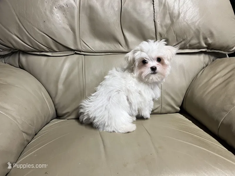 Cruz – Maltese puppy for sale in Celina, OH