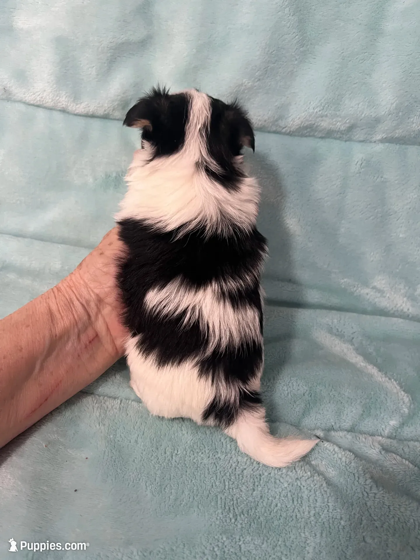 Karl. ON HOLD, a male Morkie for sale in Celina, OH – 2 of 3