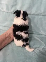 Karl, a male Morkie for sale in Celina, OH – 3 of 4